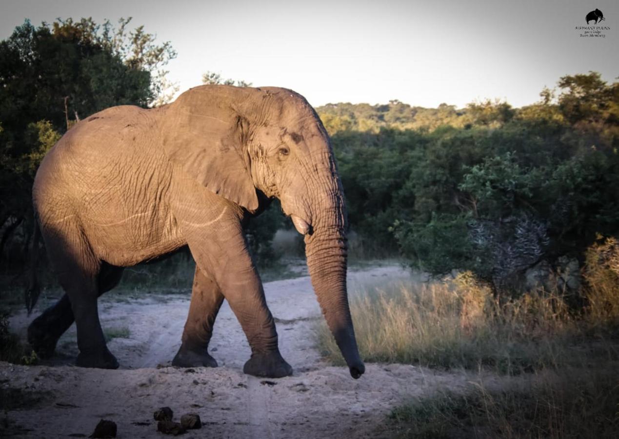 Elephant Plains Game Lodge Sabi Sand Game Reserve Exterior photo