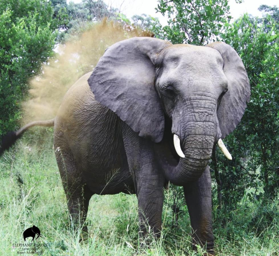 Elephant Plains Game Lodge Sabi Sand Game Reserve Exterior photo