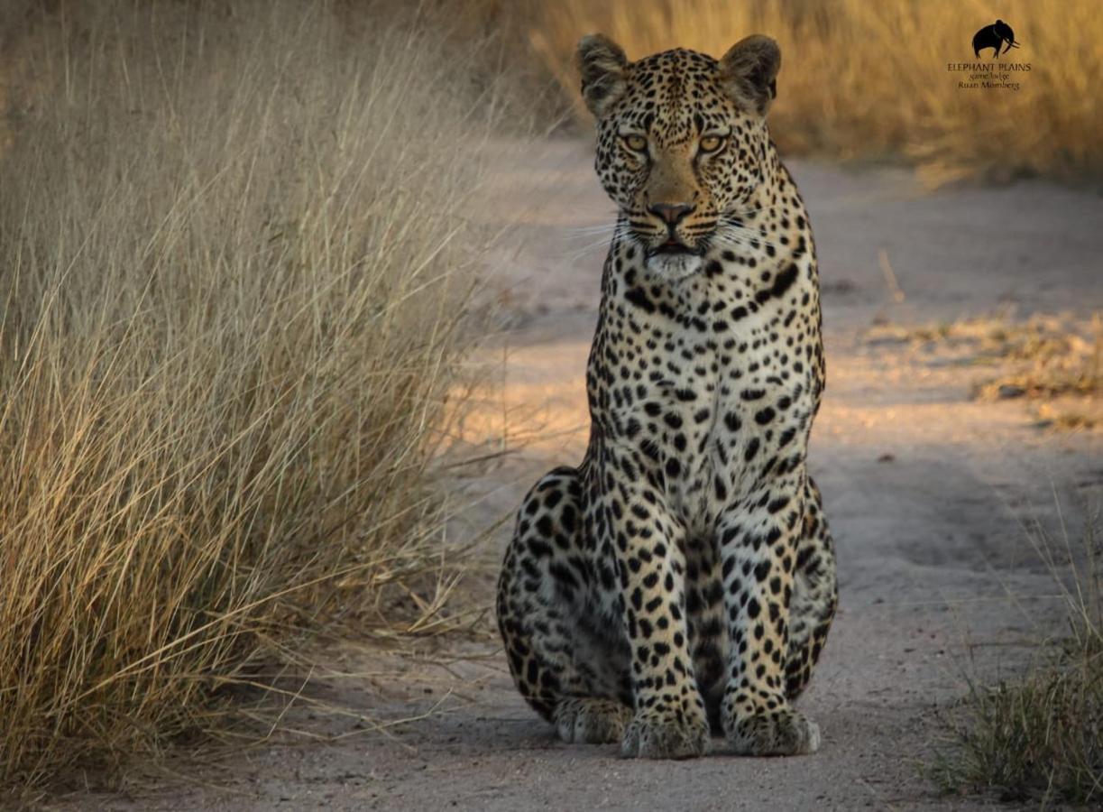 Elephant Plains Game Lodge Sabi Sand Game Reserve Exterior photo