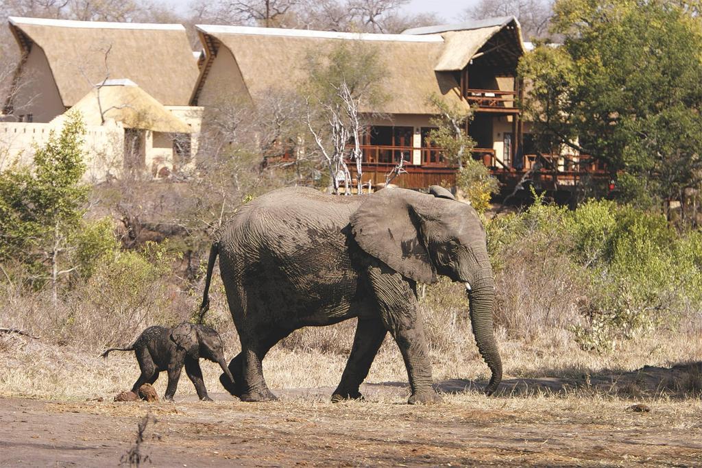 Elephant Plains Game Lodge Sabi Sand Game Reserve Exterior photo