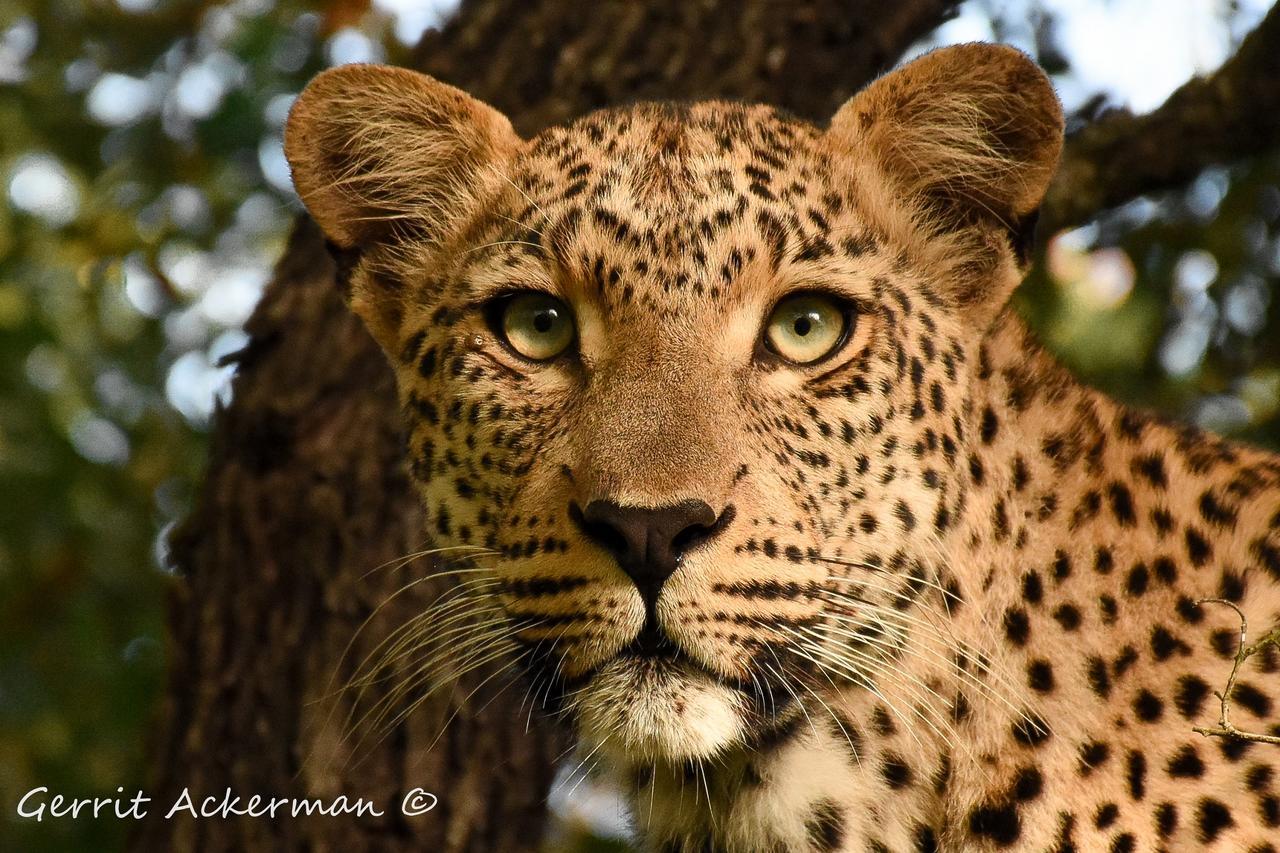 Elephant Plains Game Lodge Sabi Sand Game Reserve Exterior photo